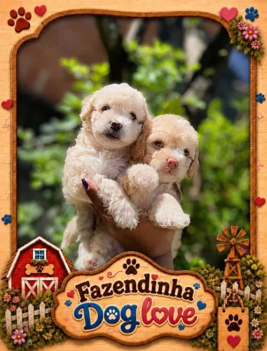 Ninhada de Poodle disponíveis