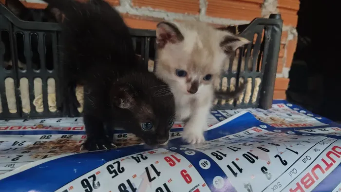Doação de gatinhos