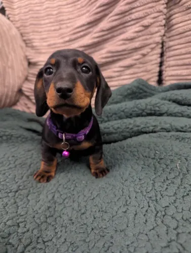 Baby dachshund/teckel/basset/salsicha/cofap saudável e dócil