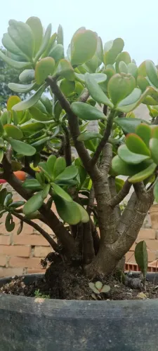Planta Crassúla -flor de jade - Bonsai 