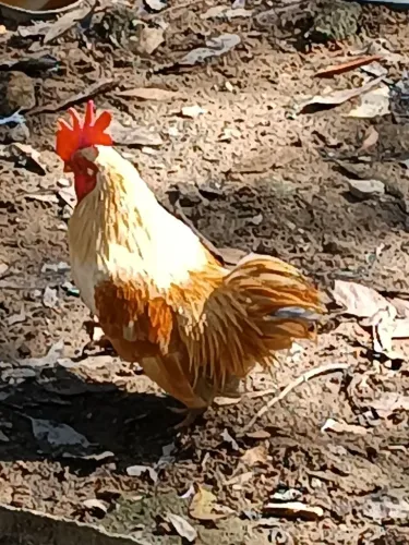Galinho garniser 