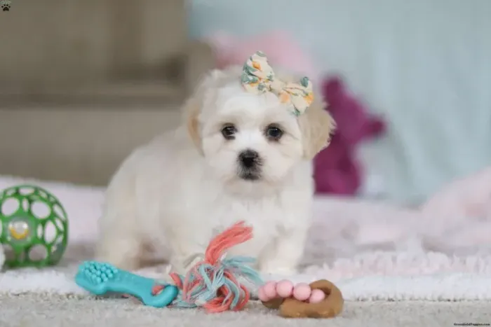 Lhasa Apso tranquilo - ótimo companheiro