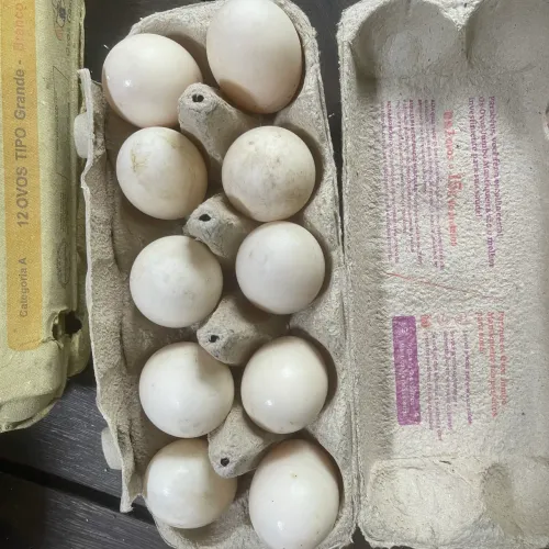 Ovos de Pata