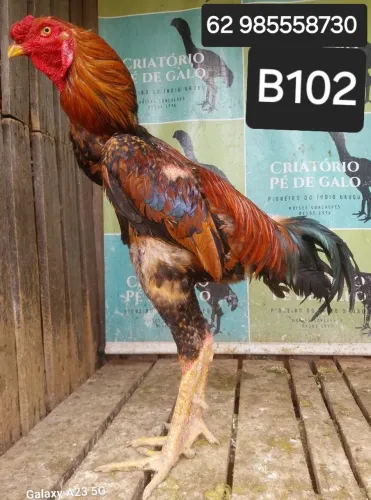 ÍNDIO GIGANTE