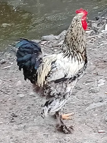 lote 4 galos de raça legítimas + brinde de 50Kg de ração Guabi imperdivel