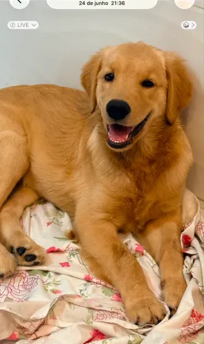 Cachorro Golden retriever 