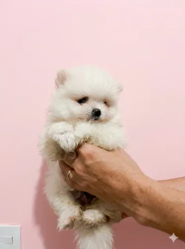 Filhotes de Spitz Alemão, uma fêmea e um macho anão.