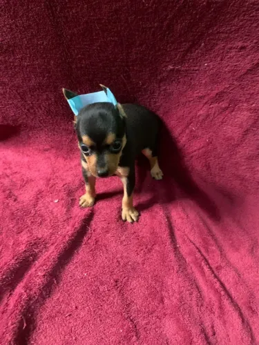 Pincher macho preto e canela Tam 1