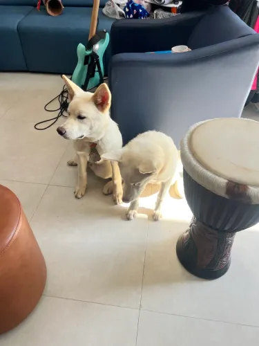 Vendo filhote Akita
