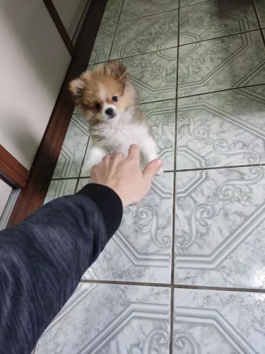 ? Linda Filhote De Spitz Alemão Anão (Lulu Da Pomerânia) Fêmea