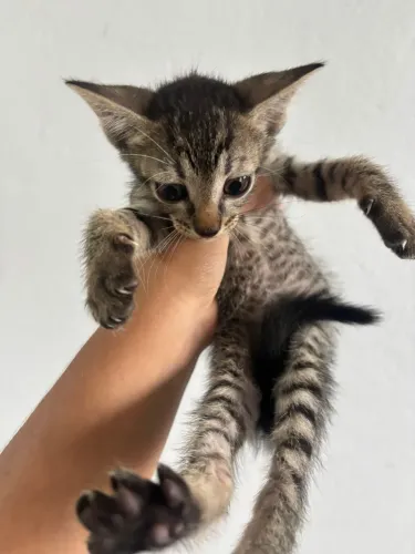 Gatinha para adoção 