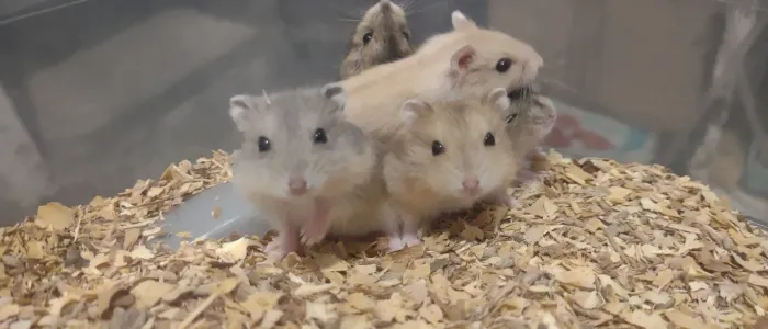 Filhotes de Hamster Anão Russo Cores raras - Entrega a domicílio
