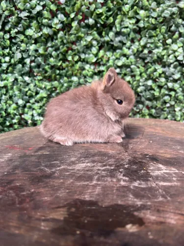 Coelho netherland dwarf padrão show