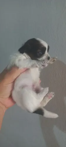 Cachorro filhote de shitzo macho