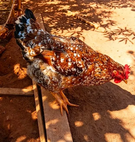 Galinha Balão Certanejeira Mil Flores ? 1 Ano, Já Botando Ovos!