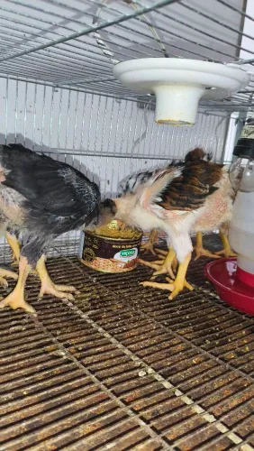 Pintinhos GSB ( galinha sertanejo balão)