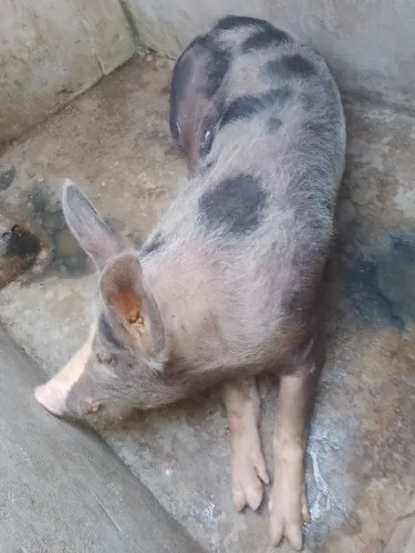 Porco