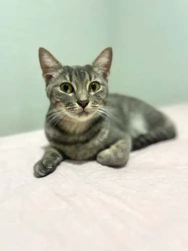 Gata linda e dócil para doação