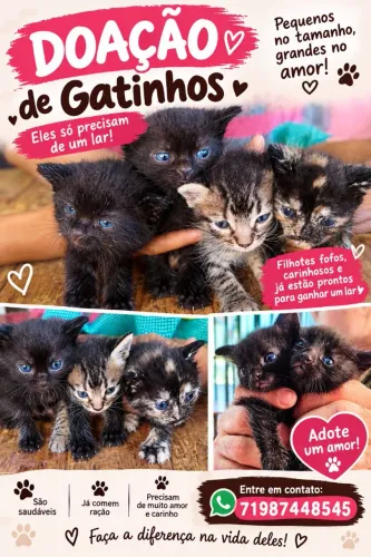 Filhote de gatinhos para doação