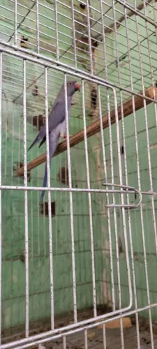 Oportunidade