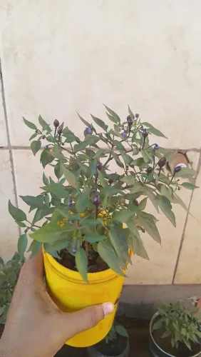PIMENTA PÉROLA NEGRA MUDAS