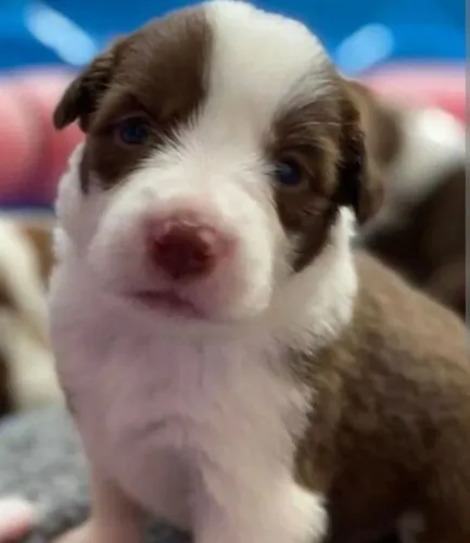 Border collie muito esperto 