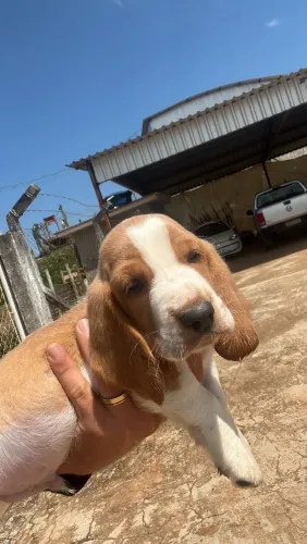 Basset Houd lindo filhote macho 
