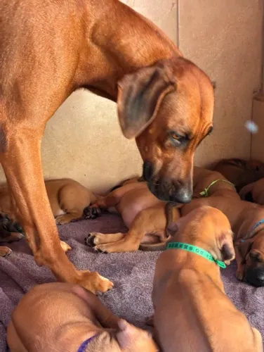 Rhodesians Ridgebacks Filhotes Especiais 