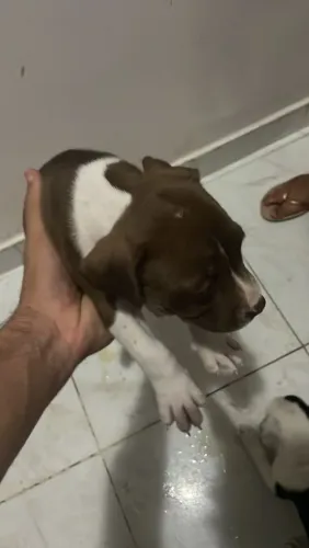 Vende-se cachorra fêmeas PITBULL