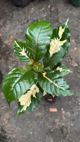 Plantas