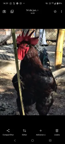 VENDO GALINHA, OVOS E PINTINHOS GSB