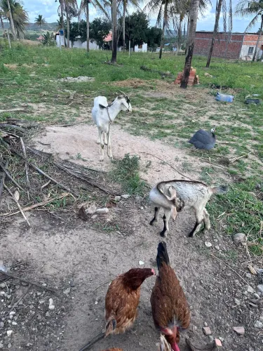 Cabras leiteira e filhote