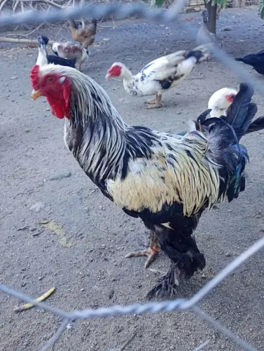 Galinha Brahma 
