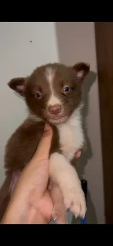 Vendo Border collie 