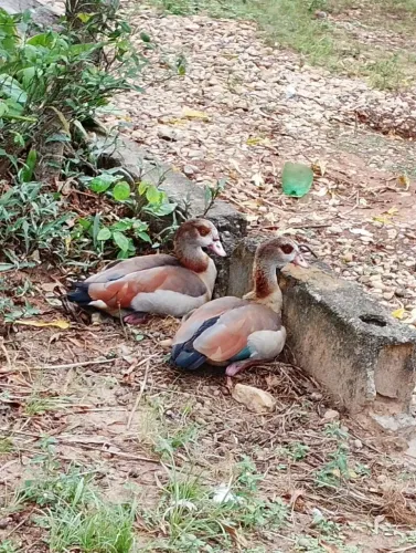 Casal de ganso do Egito 