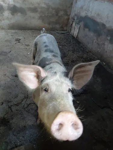 Vende-se um porco pietran