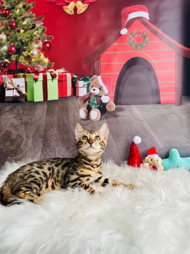  Bengal - Adorável e Brincalhão