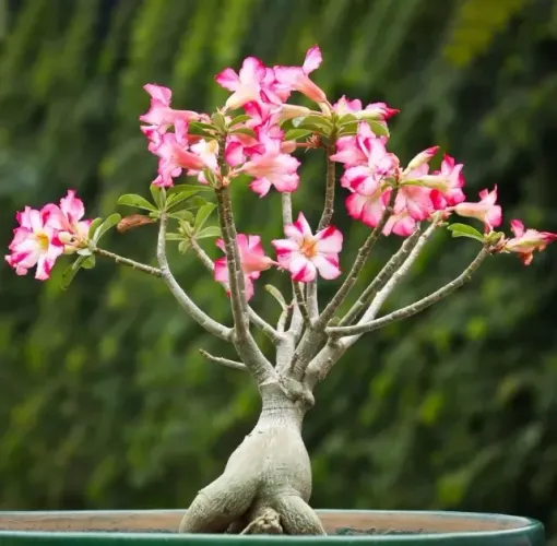 NPK Rosas do Deserto - Adubo Agroecológico