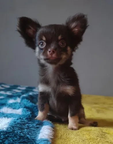 Chihuahua os menorzinhos