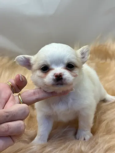 Chihuahua- Branco como uma Neve - Venha escolher esse bebê encantador.
