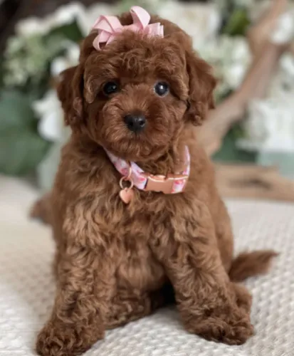 Poodle mini vermelho cheio de alegria