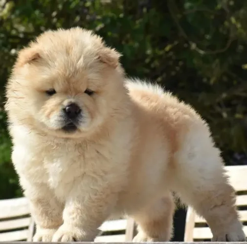 Filhote Chow-chow, O Novo Integrante da Sua Família Te Espera Aqui!