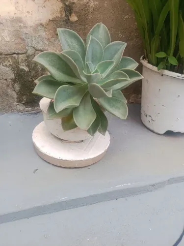 Planta suculenta Echeveria em vaso