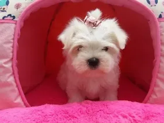 Maltês branco neve. todos os tamanhos