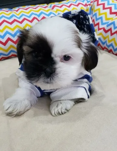 Lhasa Apso Pequeno Fêmea Linda e Muito Afetuosa
