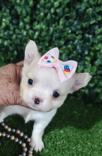 Chihuahua fêmea de pelinhos longo creme e branco. 