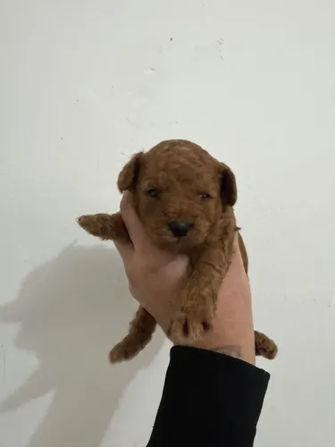 Poodle Toy Filhotes raça pura ( Red ) 