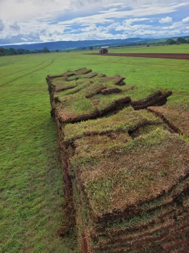 Grama Esmeralda Atacado e Varejo