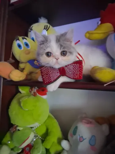 Machinho Exótico "pelo curto", fácil manutenção. 