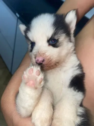 Husky siberiano